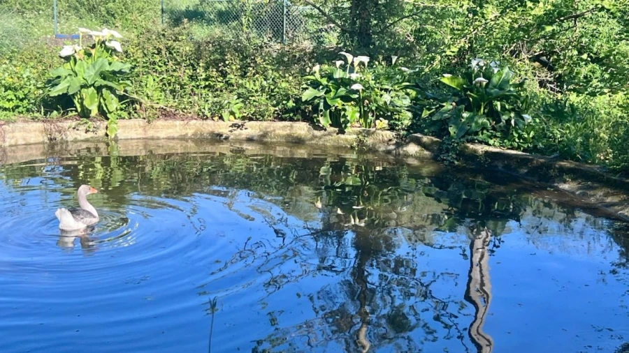 Quinta T6 para Venda em Santa Maria da Feira, Travanca, Sanfins e Espargo Foto 54