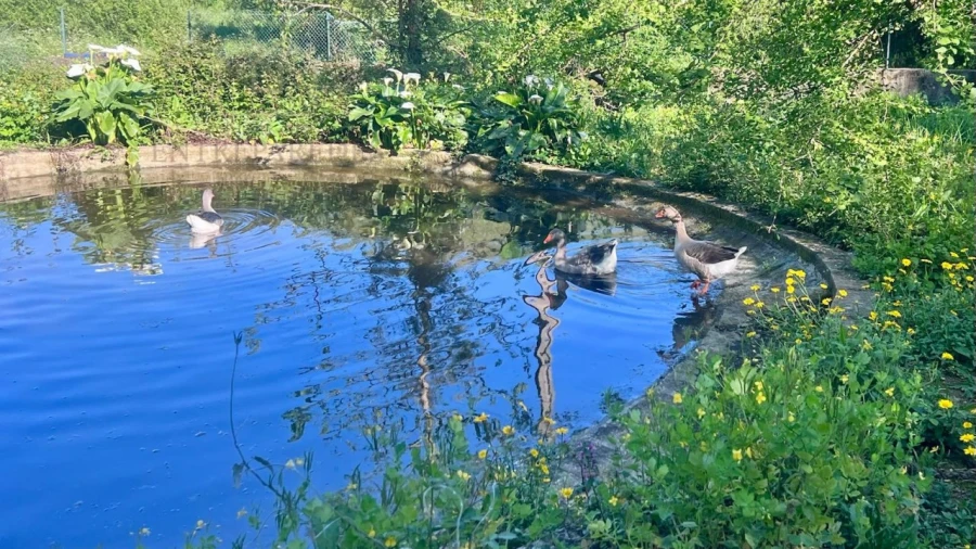 Quinta T6 para Venda em Santa Maria da Feira, Travanca, Sanfins e Espargo Foto 55