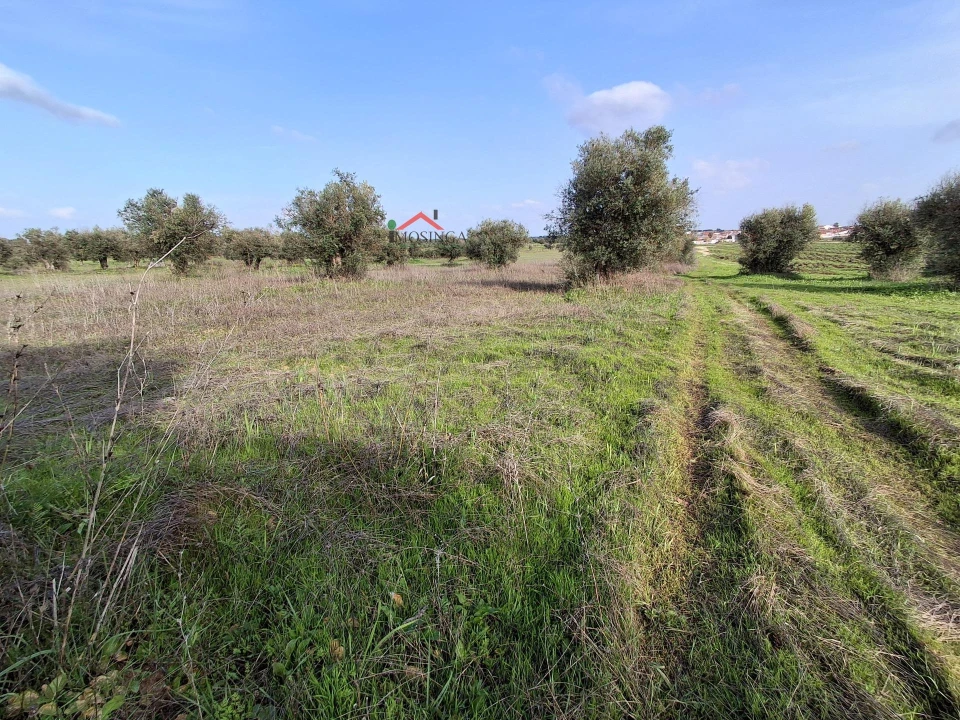 Terreno Agricola ou Rústico para Venda em Ferreira do Alentejo e Canhestros Foto 5