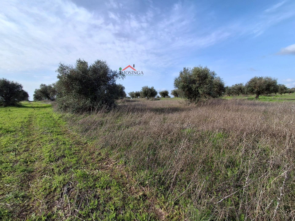 Terreno Agricola ou Rústico para Venda em Ferreira do Alentejo e Canhestros Foto 8