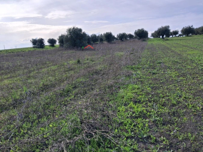 Terreno Agricola ou Rústico para Venda em Ferreira do Alentejo e Canhestros Foto 14