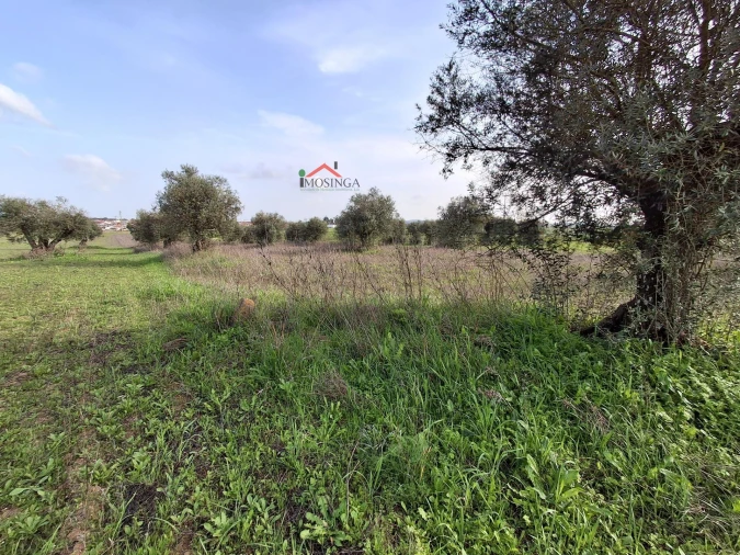Terreno Agricola ou Rústico para Venda em Ferreira do Alentejo e Canhestros Foto 2