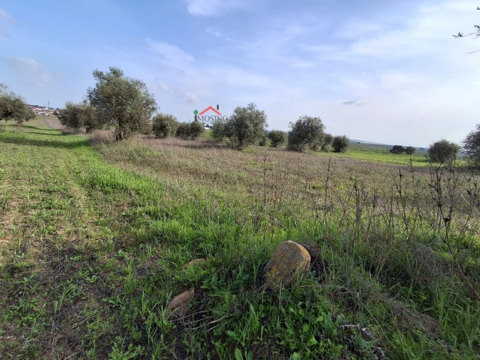 Terreno Agricola ou Rústico para Venda em Ferreira do Alentejo e Canhestros Foto 4