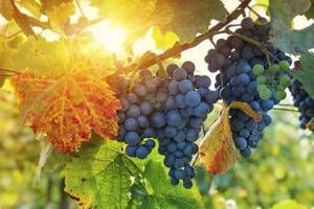 Quinta T5 para Venda em Estômbar e Parchal Foto 5