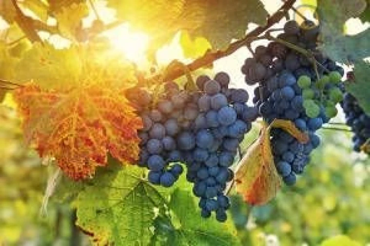 Quinta T5 para Venda em Estômbar e Parchal Foto 5