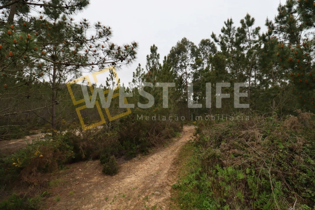 Terreno Agricola ou Rústico para Venda em Azueira e Sobral da Abelheira Foto 7