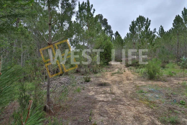 Terreno Agricola ou Rústico para Venda em Azueira e Sobral da Abelheira Foto 4