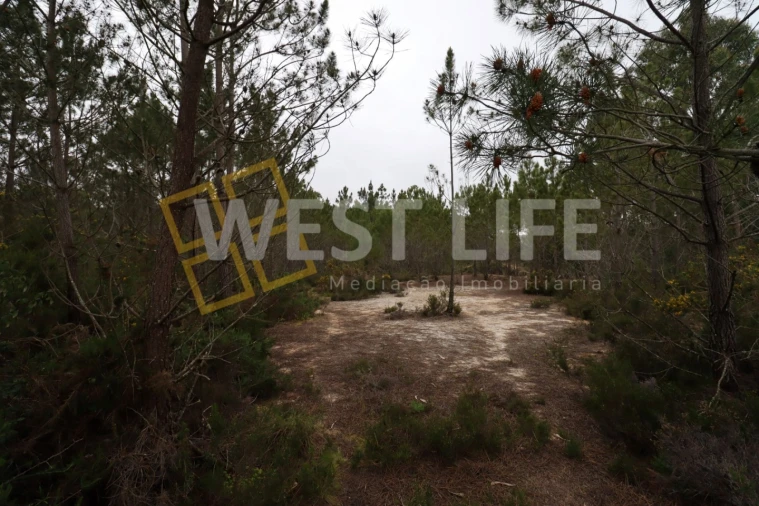 Terreno Agricola ou Rústico para Venda em Azueira e Sobral da Abelheira Foto 5