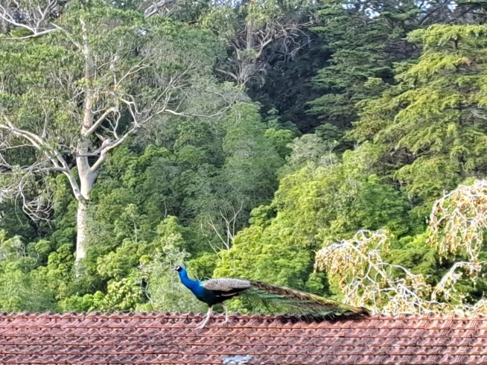 Moradia T4 para Venda em Santa Maria e São Miguel, São Martinho, São Pedro Penaferrim Foto 4