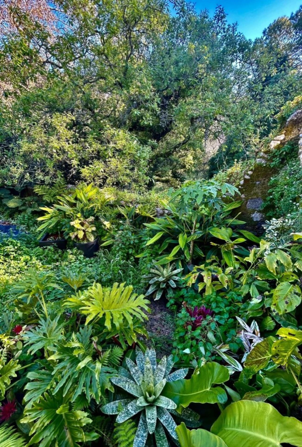 Moradia T4 para Venda em Santa Maria e São Miguel, São Martinho, São Pedro Penaferrim Foto 56