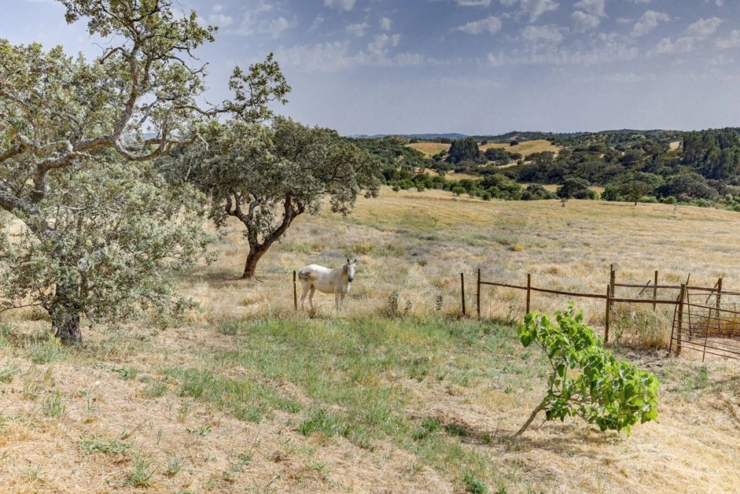 Quinta T5 para Venda em Garvão e Santa Luzia Foto 69