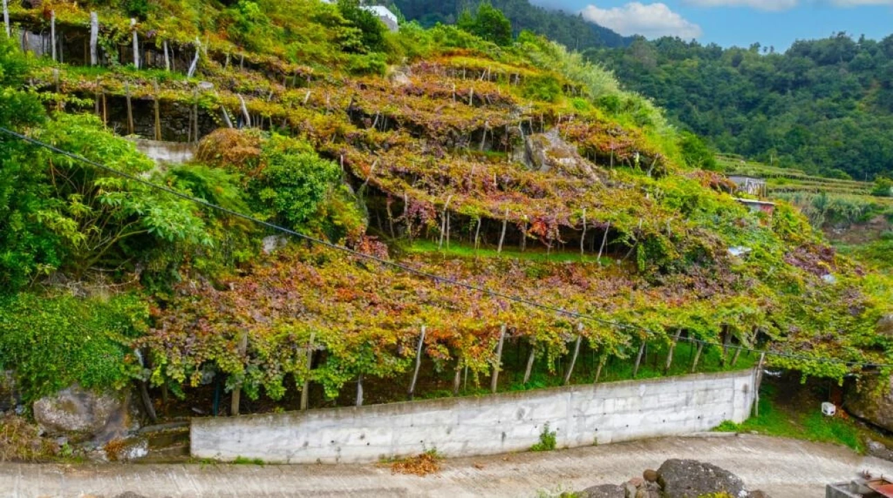 Terreno para Venda em São Vicente Foto 3