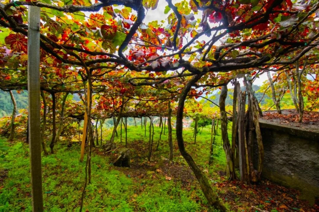 Terreno para Venda em São Vicente Foto 8