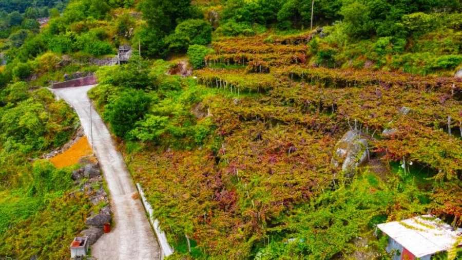 Terreno para Venda em São Vicente Foto 6