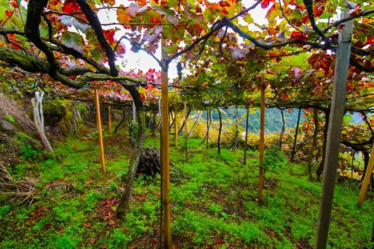Terreno para Venda em São Vicente Foto 7