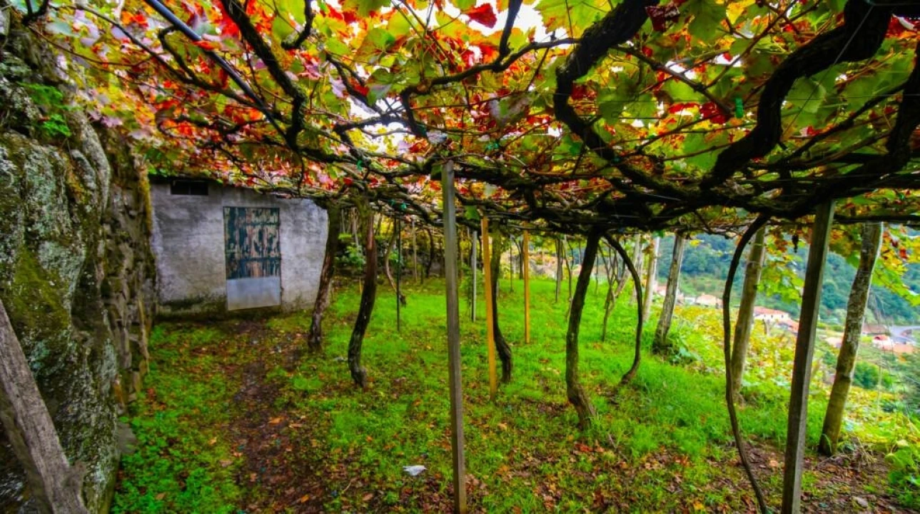 Terreno para Venda em São Vicente Foto 5