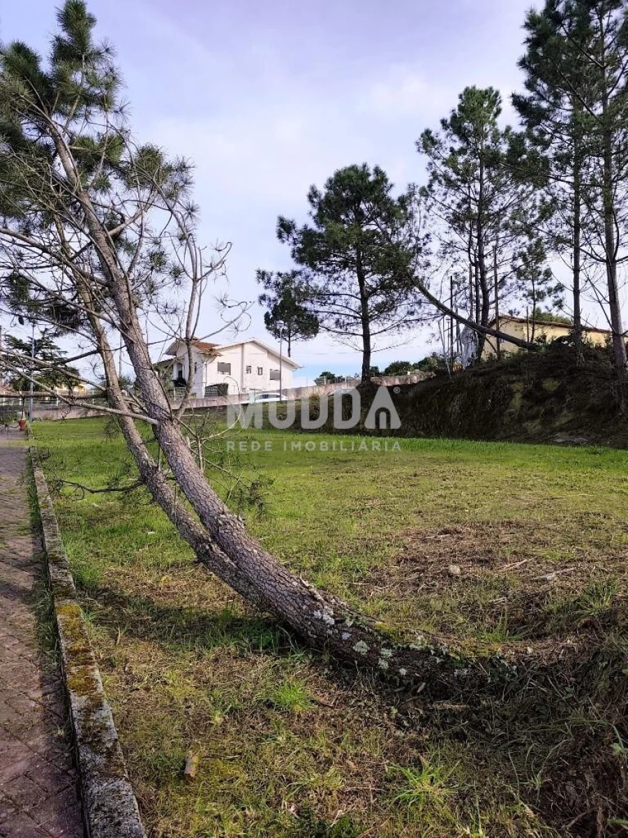 Terreno para Venda em Pinheiro da Bemposta, Travanca e Palmaz Foto 7