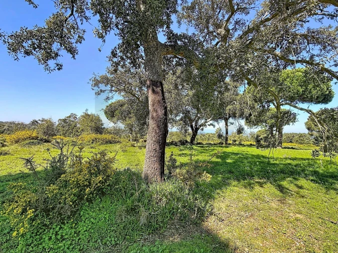 Terreno para Venda em Sesimbra (Castelo) Foto 3