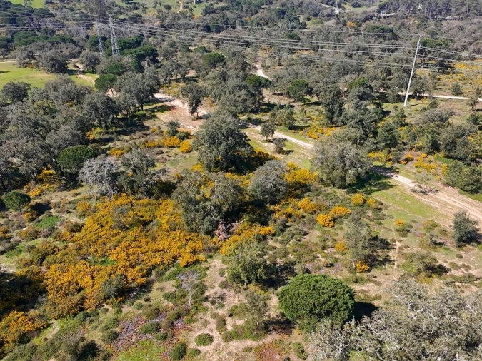 Terreno para Venda em Sesimbra (Castelo) Foto 19
