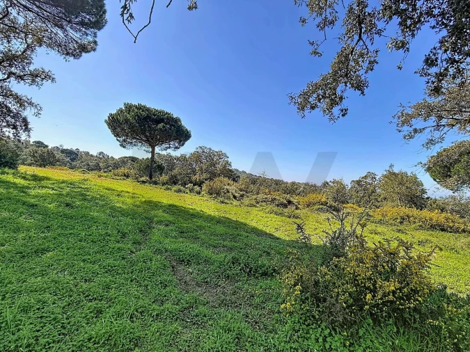 Terreno para Venda em Sesimbra (Castelo) Foto 4