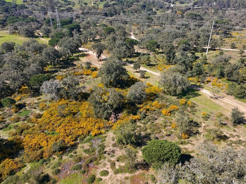 Terreno para Venda em Sesimbra (Castelo) Foto 19