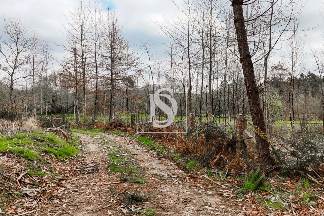 Terreno para Venda em Arca e Ponte de Lima Foto 5