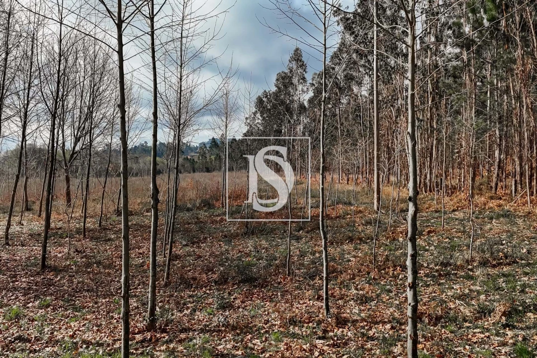 Terreno para Venda em Arca e Ponte de Lima Foto 29