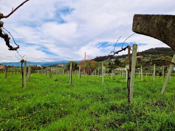Terreno para Venda em Messegães, Valadares e Sá Foto 2