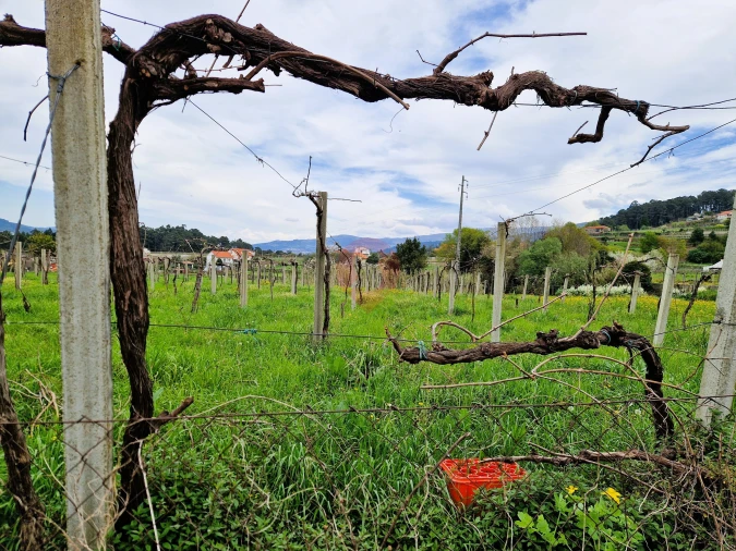 Terreno para Venda em Messegães, Valadares e Sá Foto 3