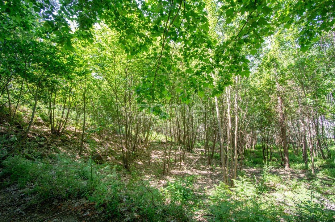 Terreno para Venda em Britelo, Gémeos e Ourilhe Foto 12