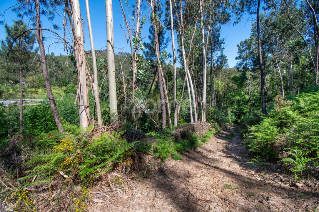 Terreno para Venda em Britelo, Gémeos e Ourilhe Foto 8