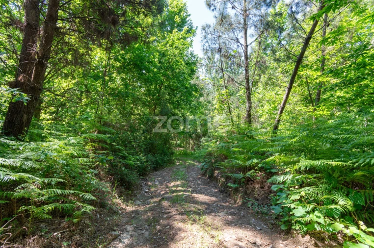 Terreno para Venda em Britelo, Gémeos e Ourilhe Foto 11