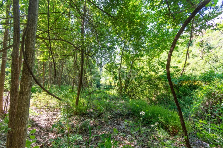 Terreno para Venda em Britelo, Gémeos e Ourilhe Foto 2