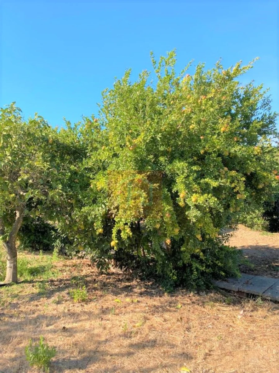 Terreno Misto para Venda em São Francisco Foto 29