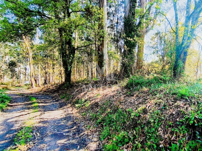 Terreno para Venda em Durrães e Tregosa Foto 6