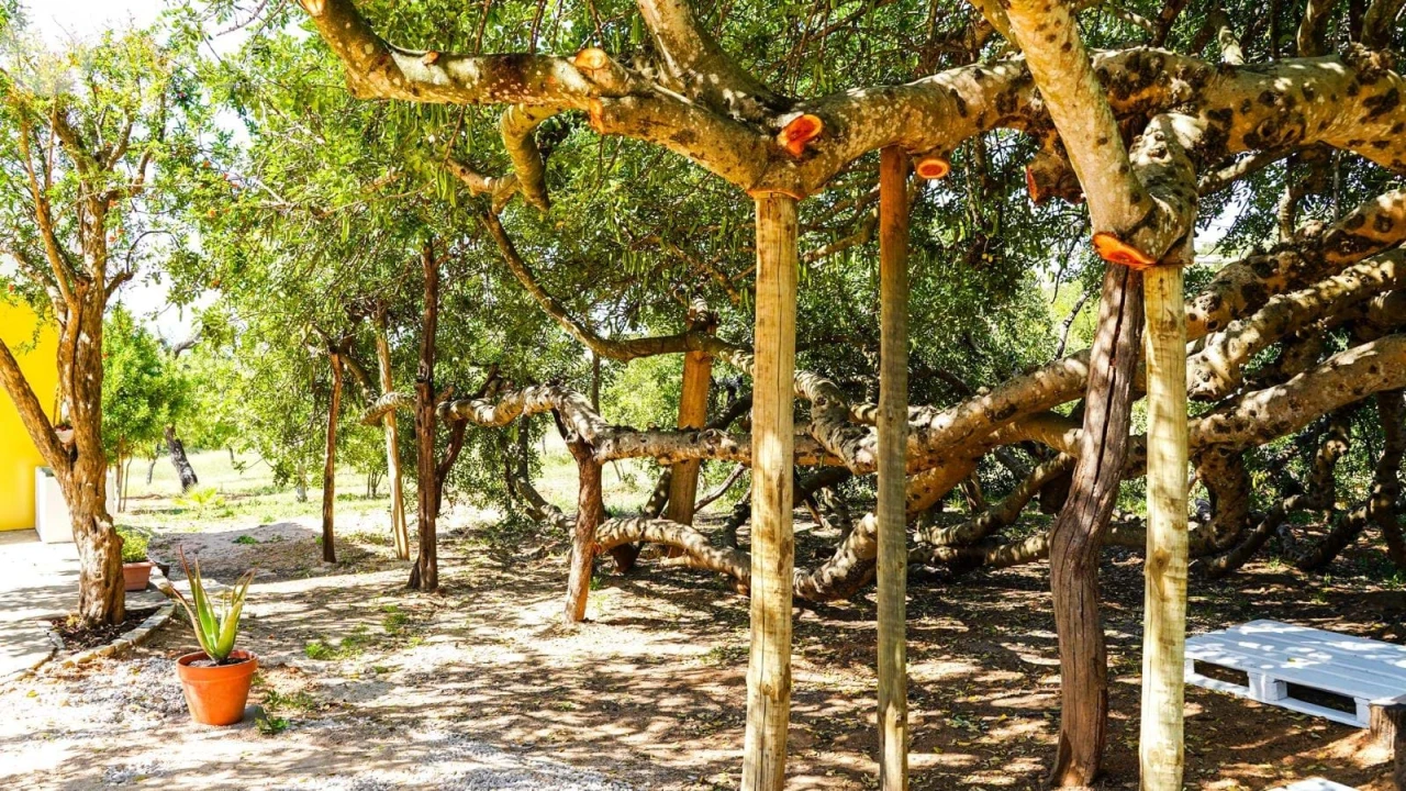 Moradia T6 para Venda em Santa Barbara de Nexe Foto 50