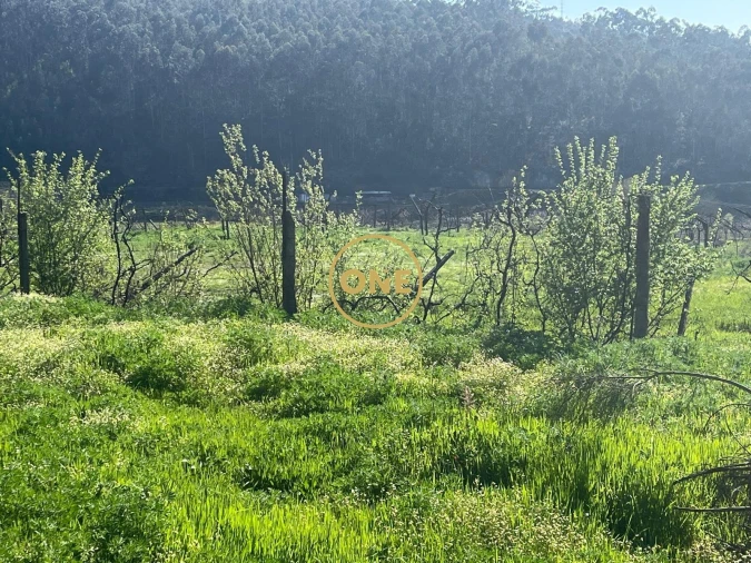 Terreno para Venda em Croca Foto 5