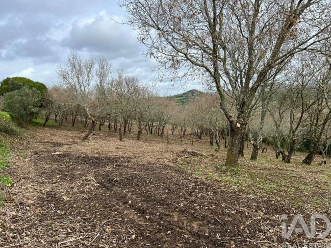 Terreno para Venda em Almargem do Bispo, Pêro Pinheiro e Montelavar