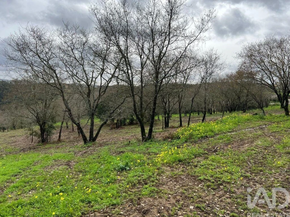 Terreno para Venda em Almargem do Bispo, Pêro Pinheiro e Montelavar Foto 13