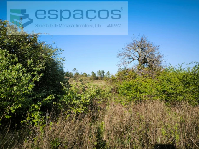 Terreno Agricola ou Rústico para Venda em Sarzedas Foto 10