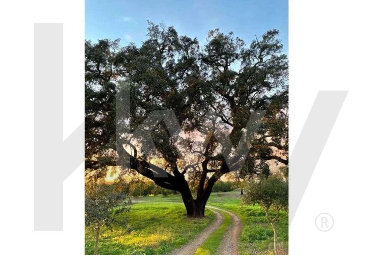 Terreno para Venda em Santiago do Cacém, Santa Cruz e São Bartolomeu da Serra Foto 12