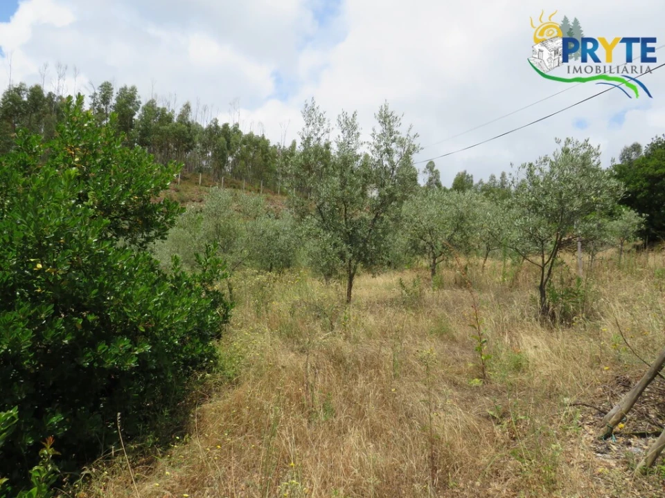 Quinta para Venda em Troviscal Foto 8