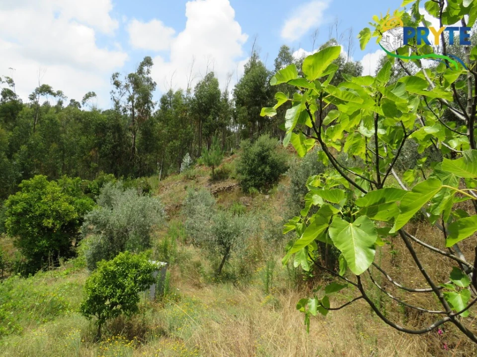 Quinta para Venda em Troviscal Foto 19