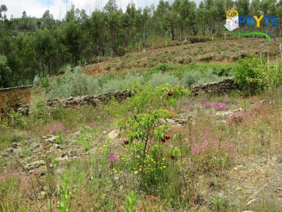 Quinta para Venda em Troviscal Foto 22