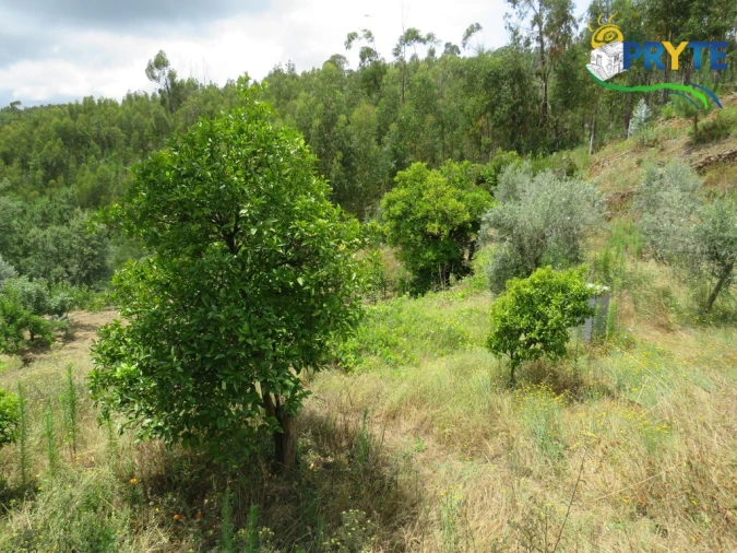 Quinta para Venda em Troviscal Foto 18
