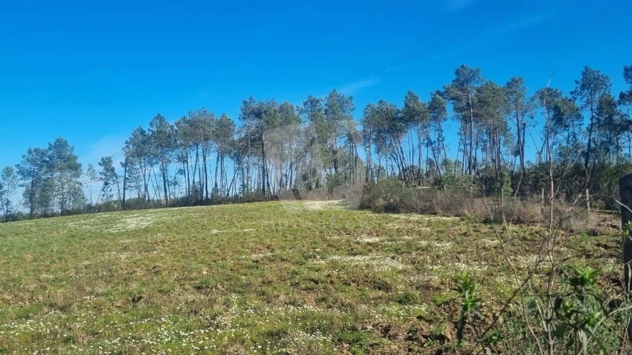 Terreno Agricola ou Rústico para Venda em Sarzedas Foto 11