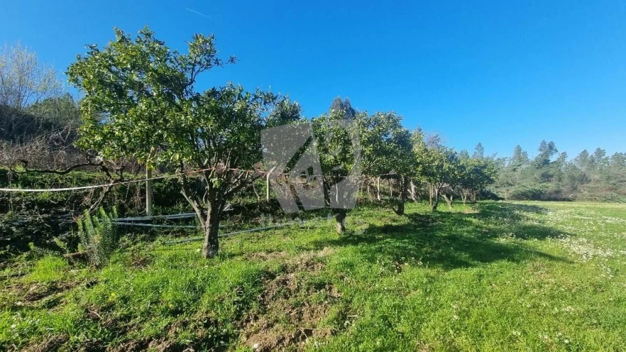 Terreno Agricola ou Rústico para Venda em Sarzedas Foto 15