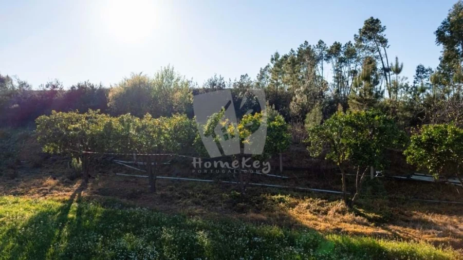 Terreno Agricola ou Rústico para Venda em Sarzedas Foto 19