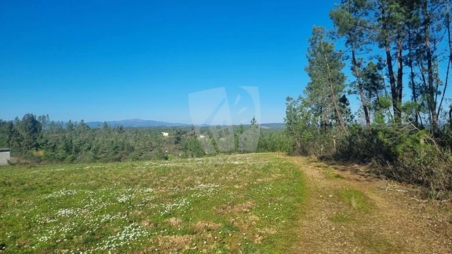 Terreno Agricola ou Rústico para Venda em Sarzedas Foto 13