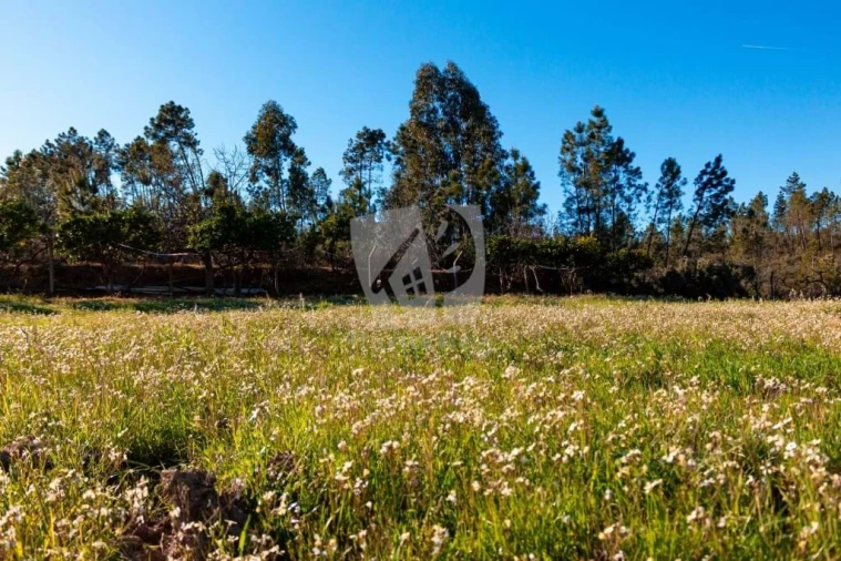 Terreno Agricola ou Rústico para Venda em Sarzedas Foto 17